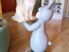 -Bastet sally猫舍购宠(静安店)