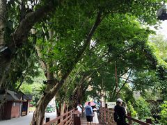 -西双版纳原始森林公园
