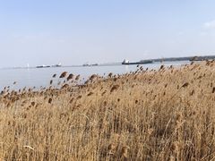 -上海吴淞炮台湾国家湿地公园