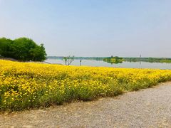 -贡湖湾湿地公园