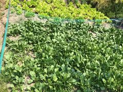 -樂桃源奉贤黄桃种植采摘基地