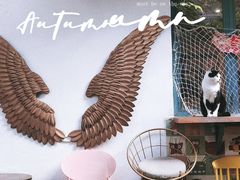 -喵屿·大理花园猫咖