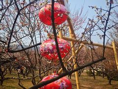 -香雪海
