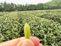 -中国茶叶博物馆(双峰馆区)