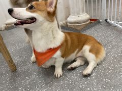 -Let's go狗咖·猫咖·奶狗·桌游(春熙路IFS店)