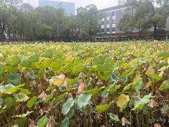 -四川大学(望江校区)