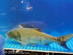 大堂-姜君·千岛湖鱼头馆(浦东大道店)