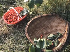 -樱桃山旅游景区