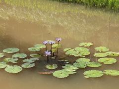 -云溪植物园