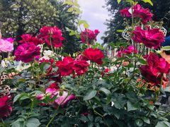 -人民公园(罗湖区)