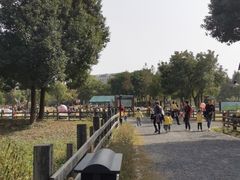 -田园东方蜜桃村的田野营地
