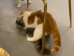 -飞行喵MR PILOT|猫舍·猫咖(静安大融城店)