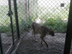 -新疆天山野生动物园