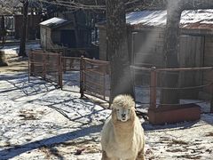 -大连森林动物园