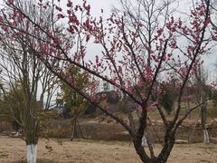 -狼山风景名胜区