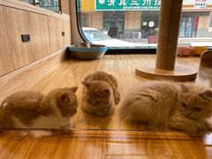 -啵啵喵·猫咖(攀华国际店)