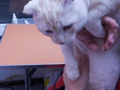 -喵百万·布偶·蓝金金渐层英短·猫舍(百子湾店)