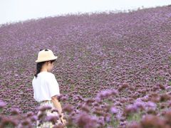 -大塘金香草谷