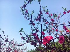 -南国桃园旅游度假区