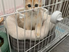 -翊宠yipet猫狗购宠庄园犬舍•猫舍