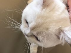 -猫腻·猫咖·撸猫馆(星光大道店)