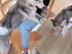 -Husky Go! 哈士奇体验馆·宠物咖啡厅狗咖