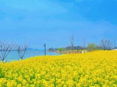 -西京湾花海