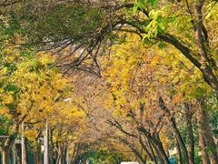 -三里屯东五街银杏大道