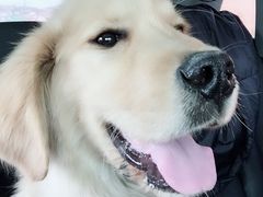 -瑞派雷欧宠物医院·中兽医·眼科·急重症转诊中心(黄台店)