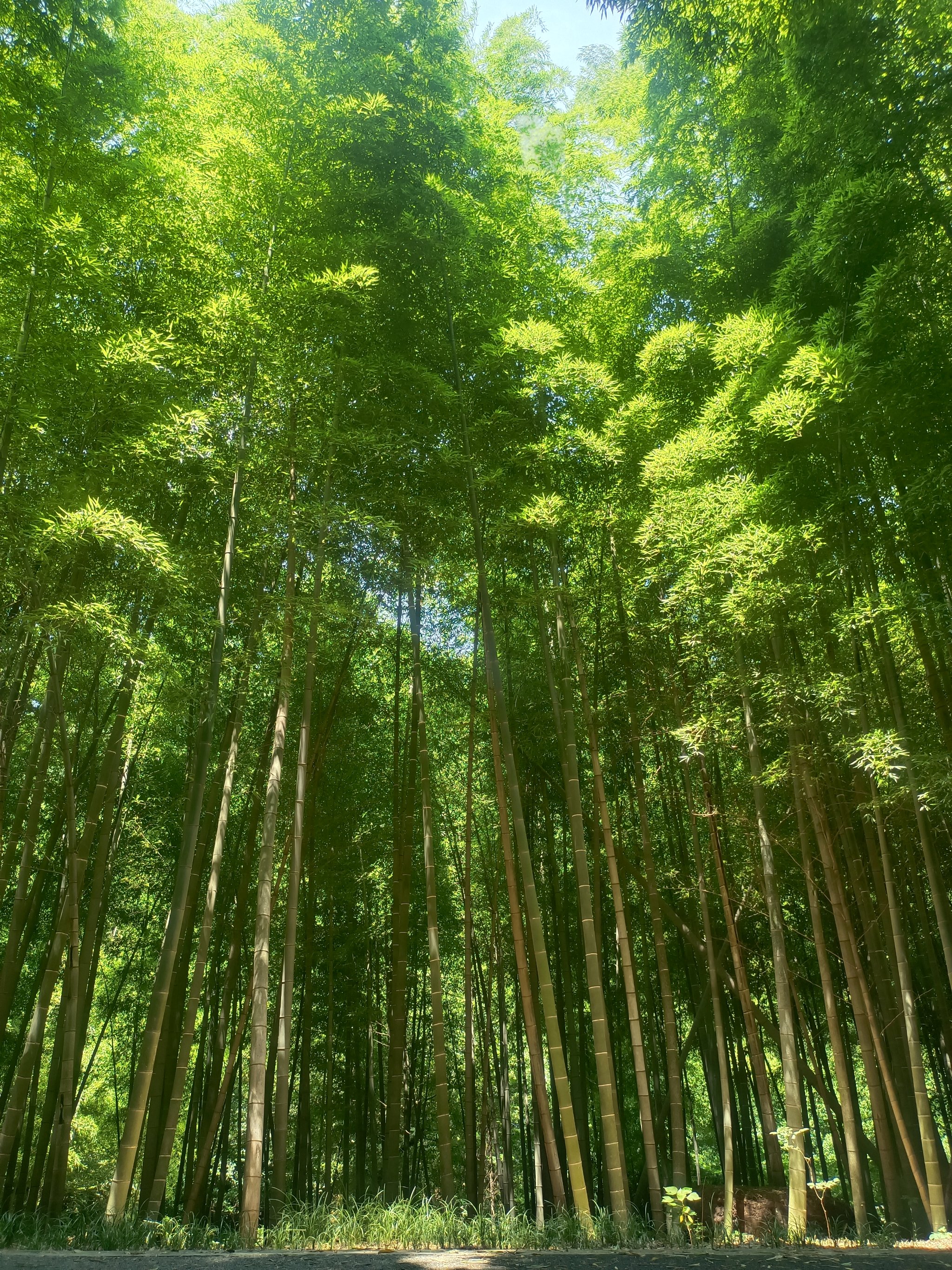 阳光竹林图片大全图片