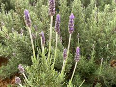 -紫颐香薰山谷景区