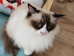 -李小姐の猫咖啡馆(五角场店)