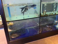 -蜀九香火锅(江油店)