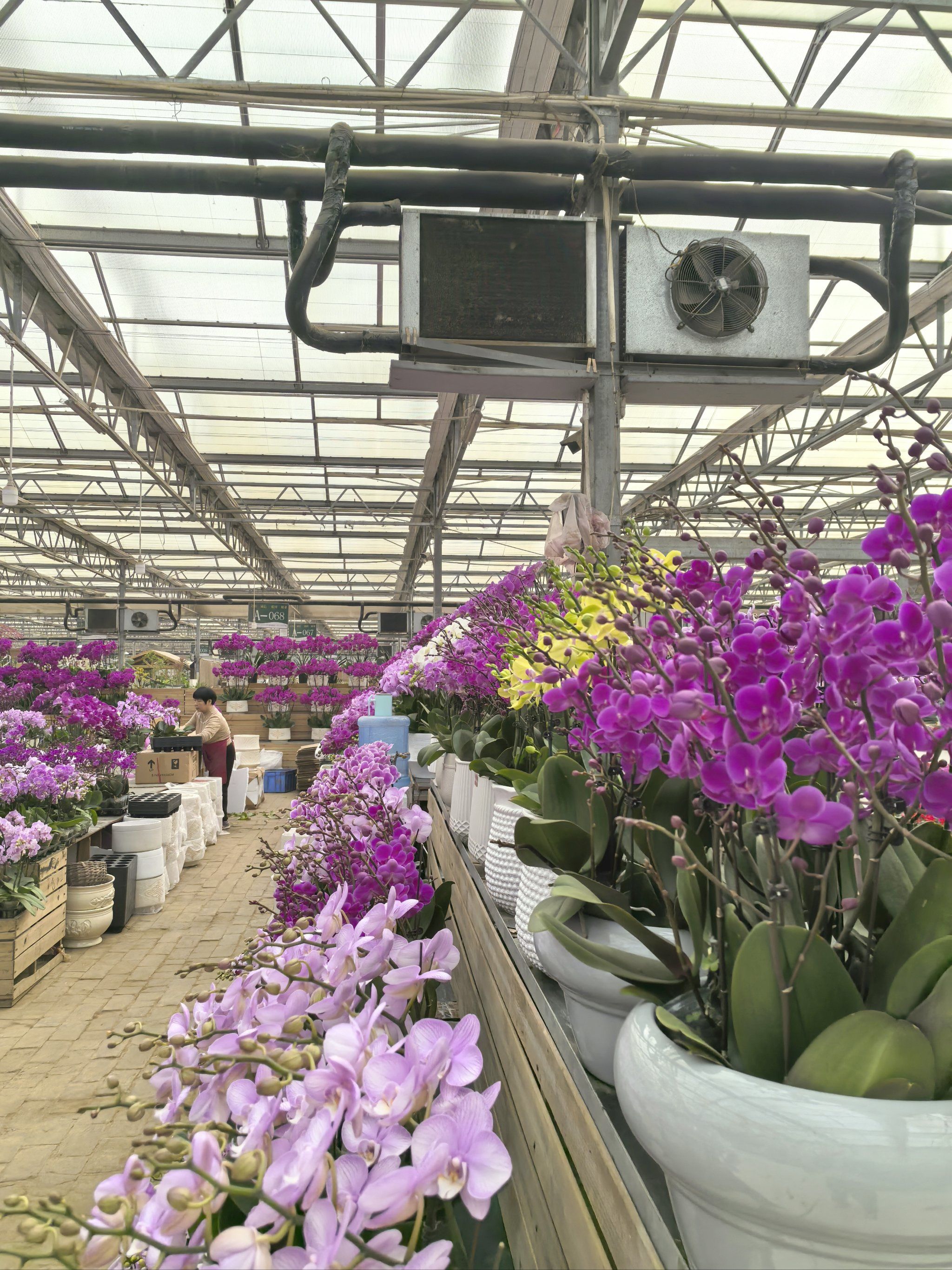 双桥花卉市场