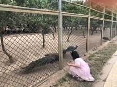 -宿豫区运河湾森林动物园