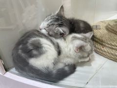 -1013 PET SHOP精品宠物商店(丁香店)