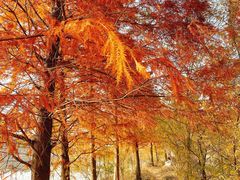 -昆山城市生态森林公园