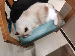 -藏猫猫咖啡主题馆(中央大道店)