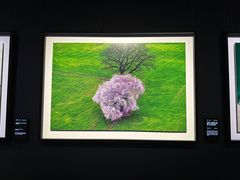 -罗红摄影艺术馆