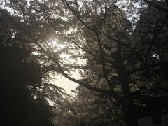 -武汉大学-樱园