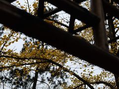 -拙政园