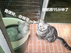 -猫咪博物馆(顶澳仔猫街店)