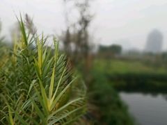 -眉山湿地公园(东坡区)