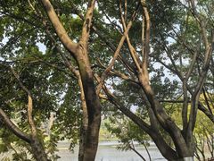 -重庆彩云湖湿地公园