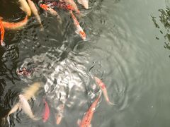 -东部华侨城