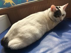 -芭比堂动物医院·犬猫全科·异宠专科(雁塔分院)