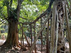 -中国科学院西双版纳热带植物园