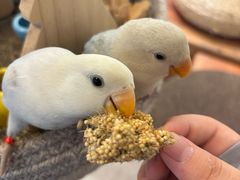 -吉丁鸟咖·异宠·寄养