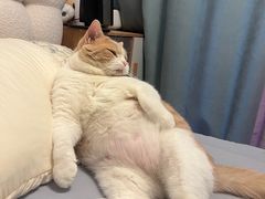 -萌兽医馆·犬猫专科·眼科中心·宠物医院(朝阳门分院)