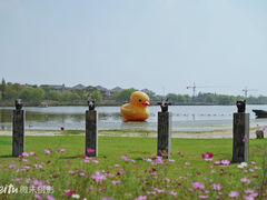 -杭州湾海上花田景区
